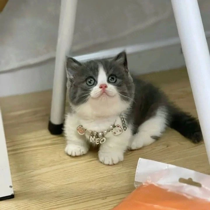 British shorthair color
