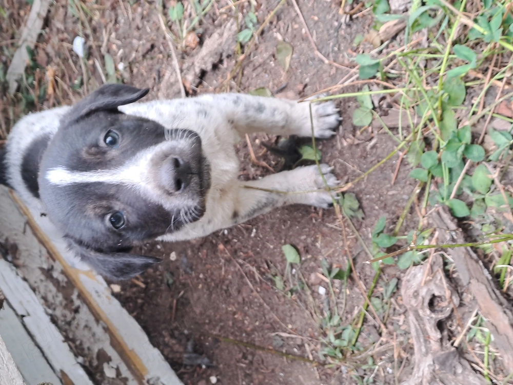 Adopție cățeluși 