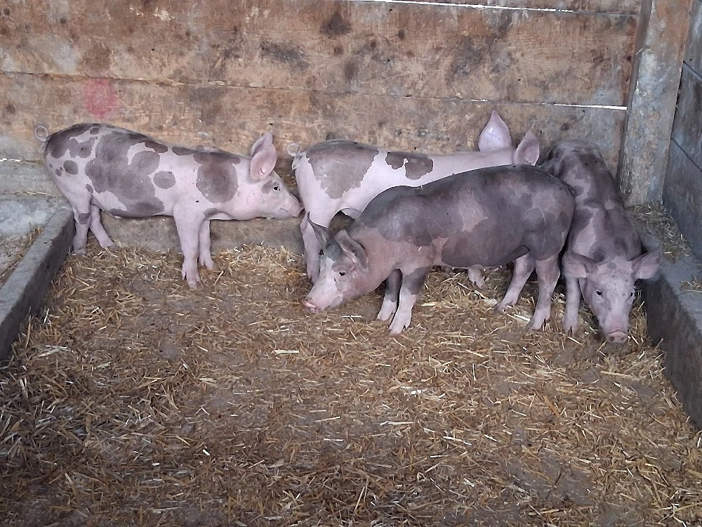 vând purcei de 11 săptămâni 20 -22 kg