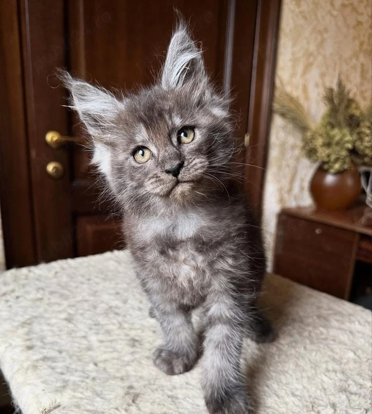 Maine coon puiuți