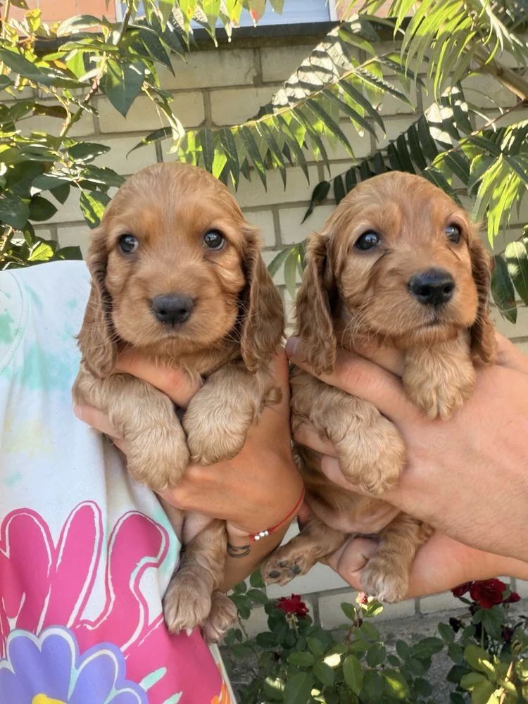Cocker spaniel puiuți