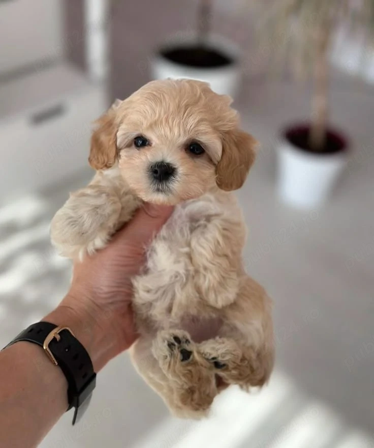 Maltipoo pui superbi