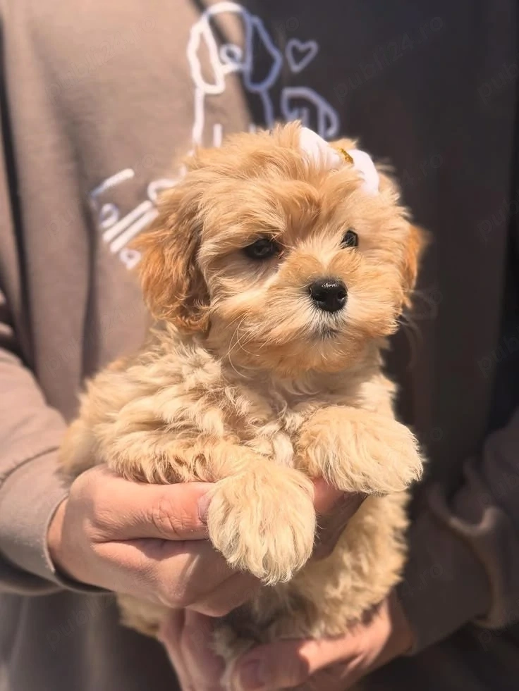 Maltipoo pui