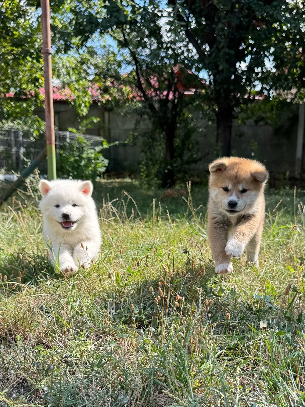 Pui Akita Inu - Albi si Roșcați