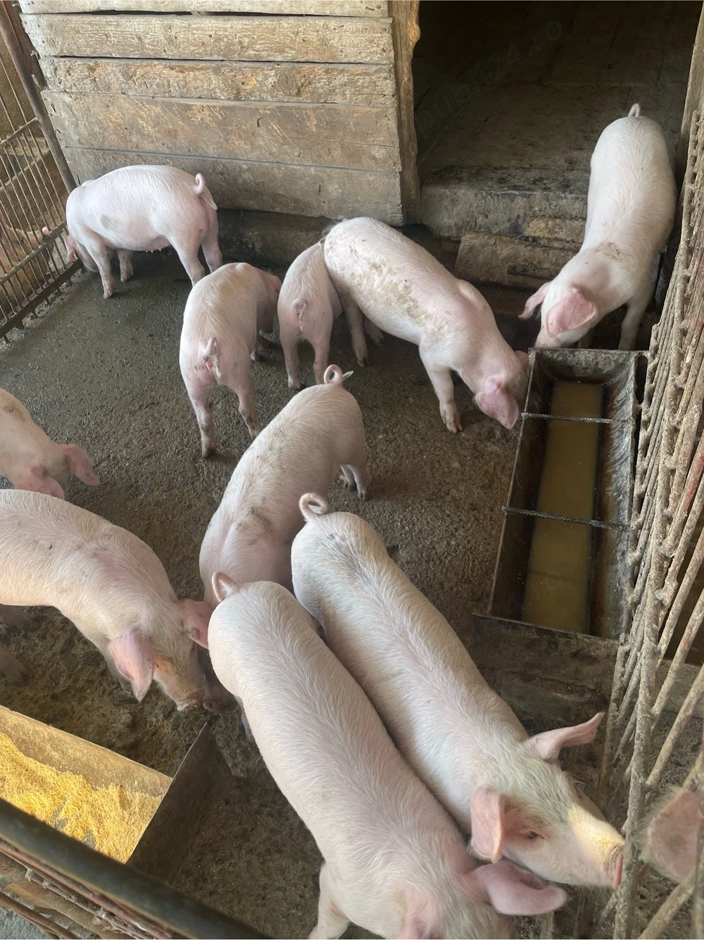 Vând Purcei  Landrace 