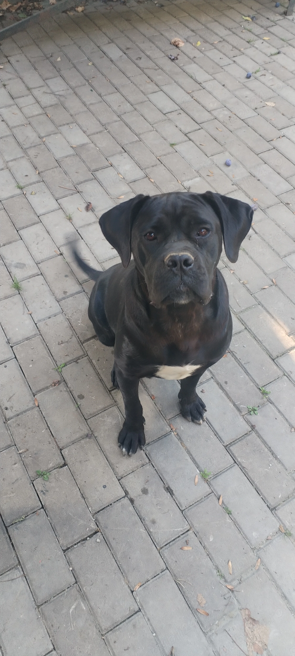 Femela Cane corso