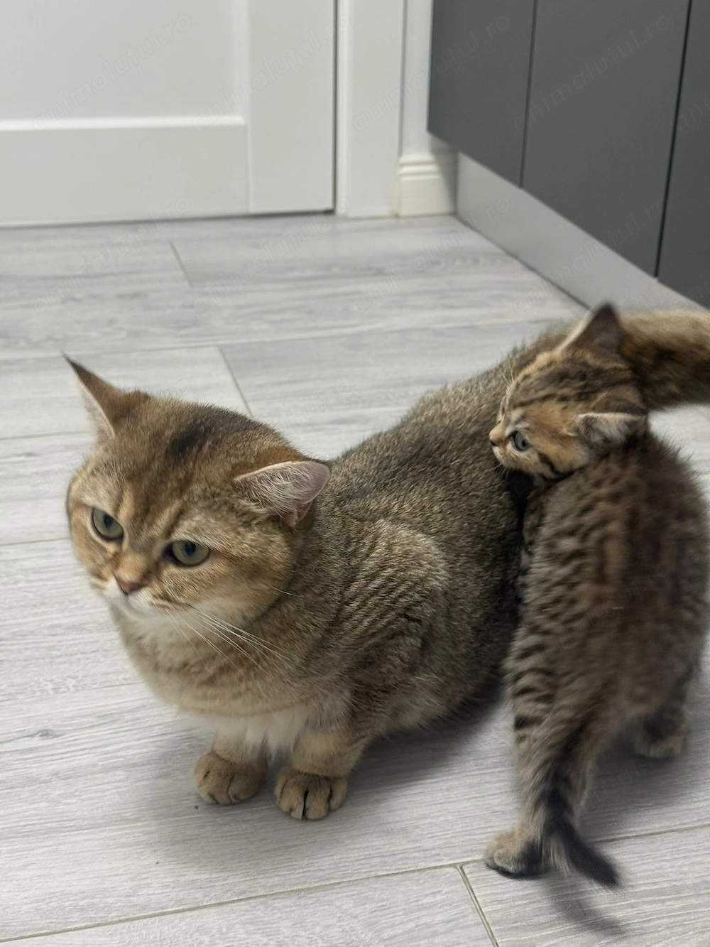 Motan Scottish Straight Brown Tabby născut pe 21 Iunie