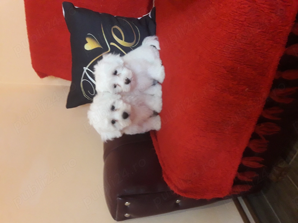 Bichon talie mică băieți