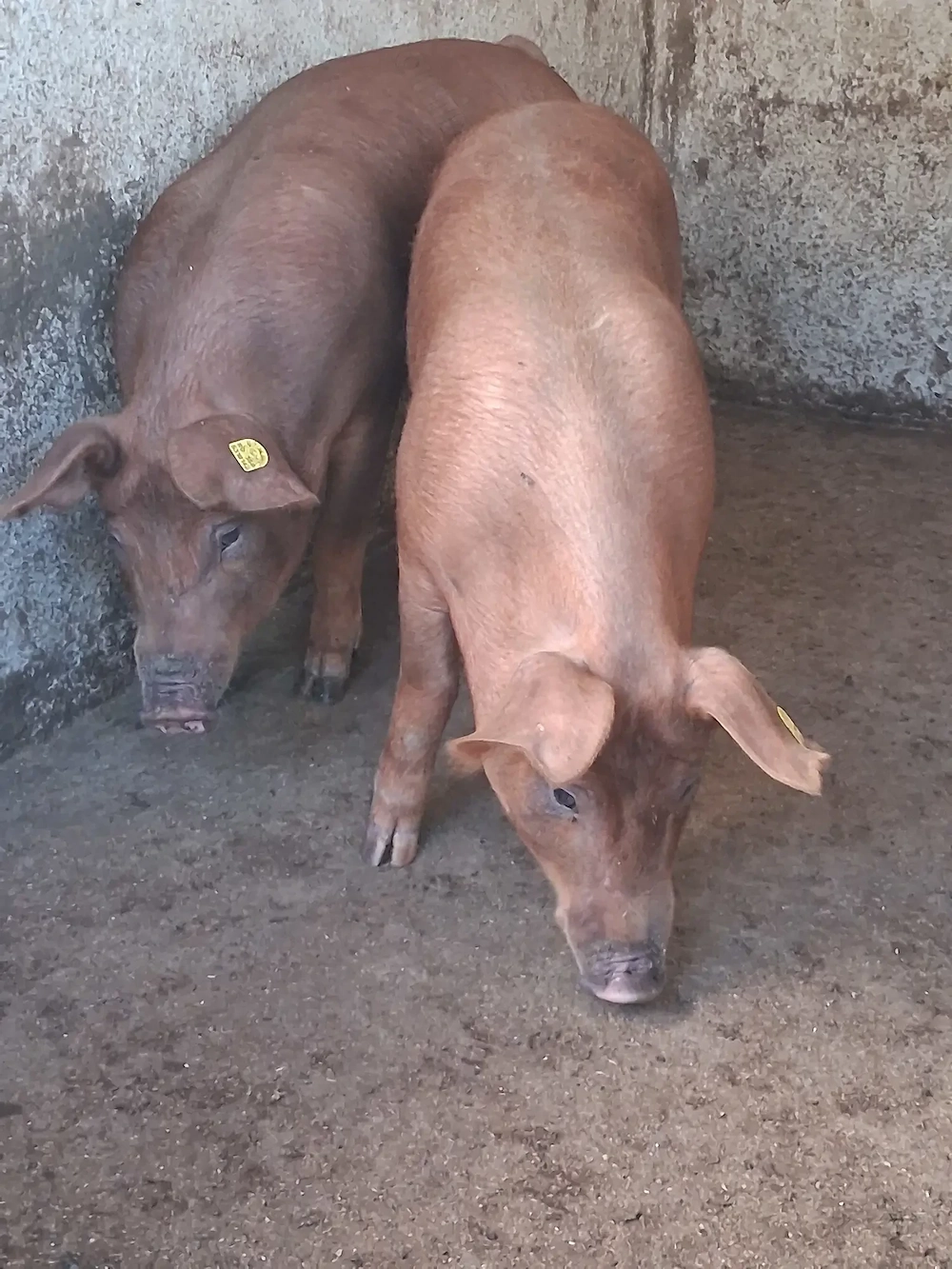 Duroc 60 70 kg