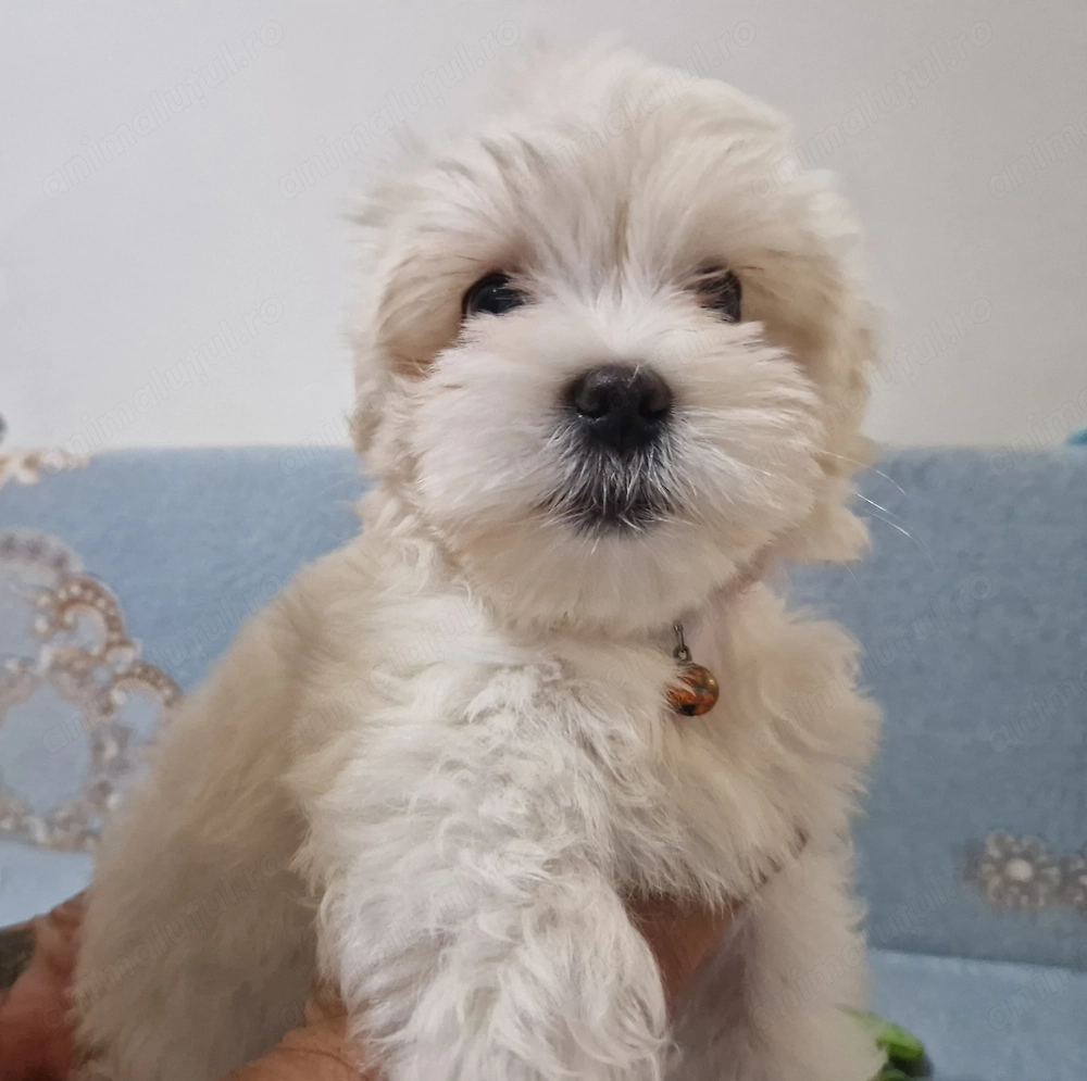 Vând cățeluș bichon maltez