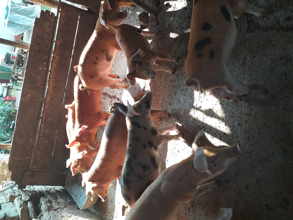 Vând 11 purcei de patru luni,  8 mascuri și trei purcele 500 de lei bucata