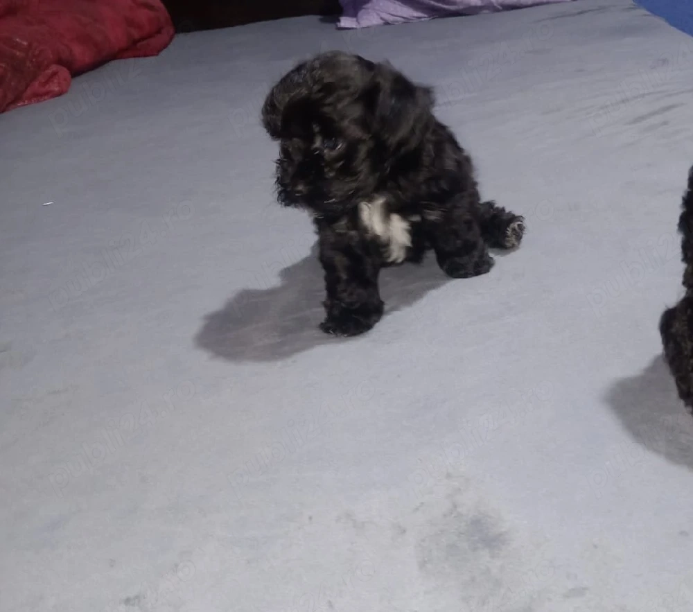 Cățelușă Bichon Havanez de vânzare
