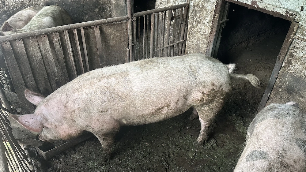 Porci de vanzare
