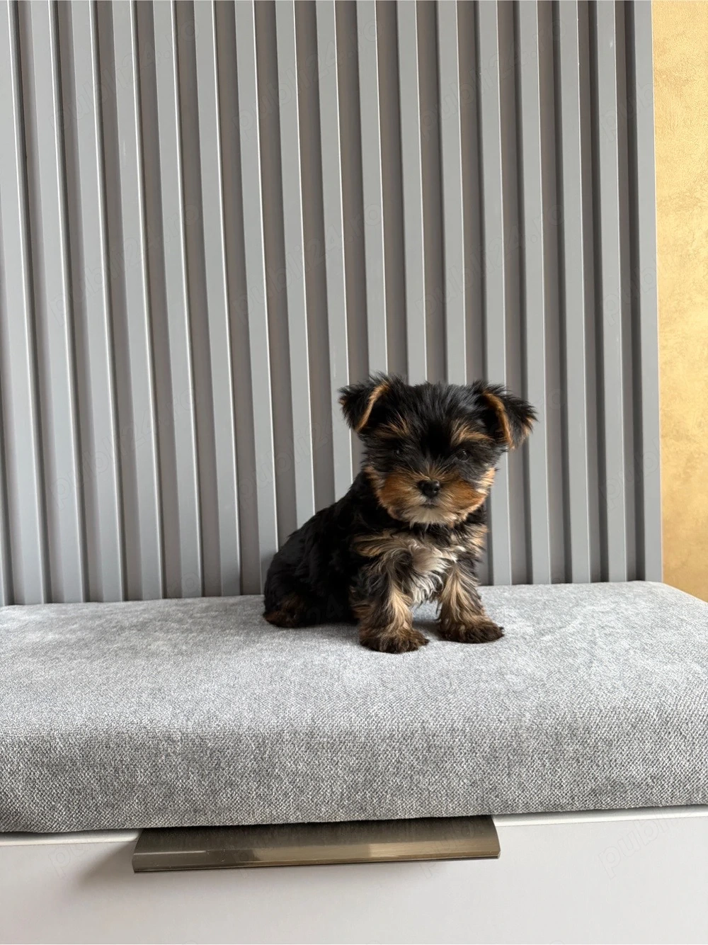 Yorkshire Terrier  Craiova
