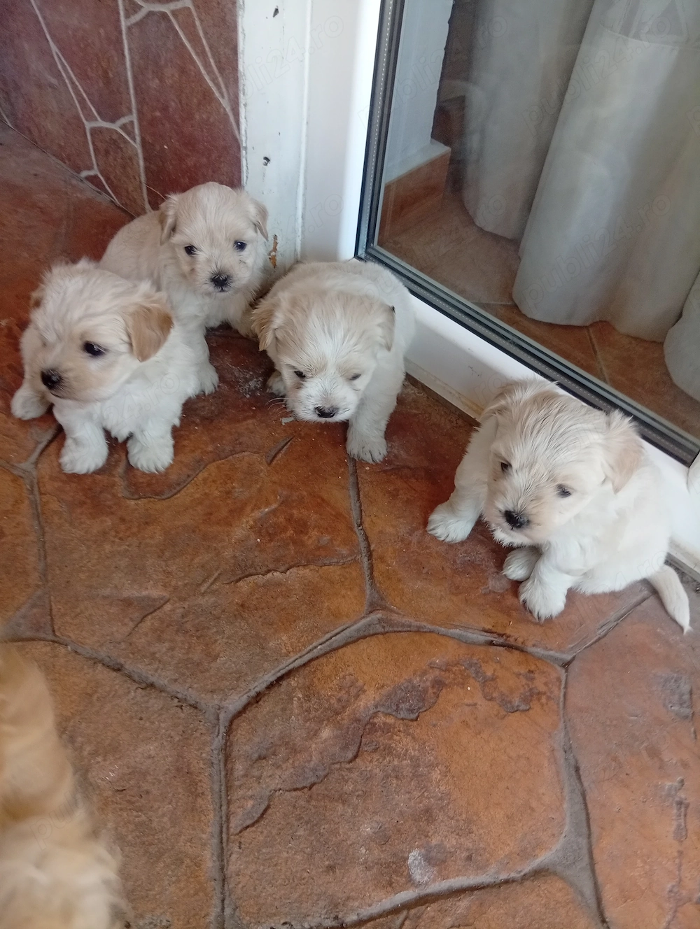 Cățeii bichon Visina