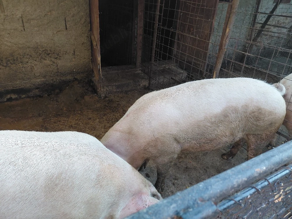 porci de vanzare