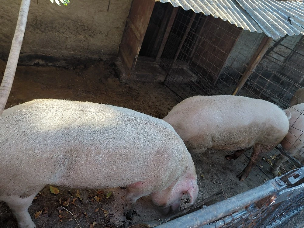 vand porci