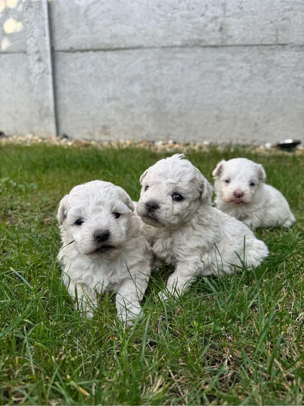căței bichon maltez