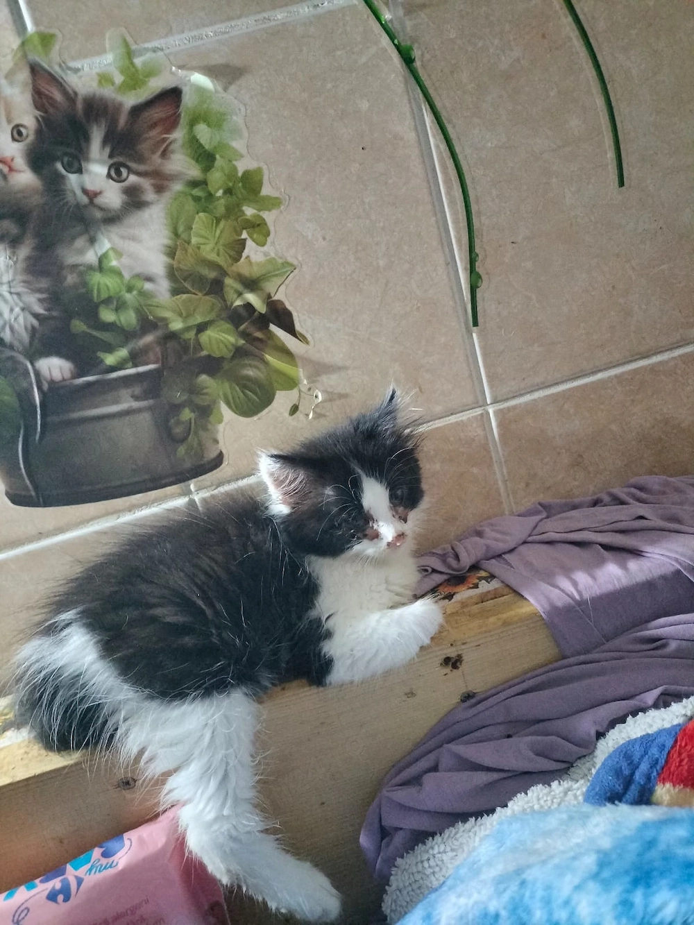 Ajutor pentru adoptie