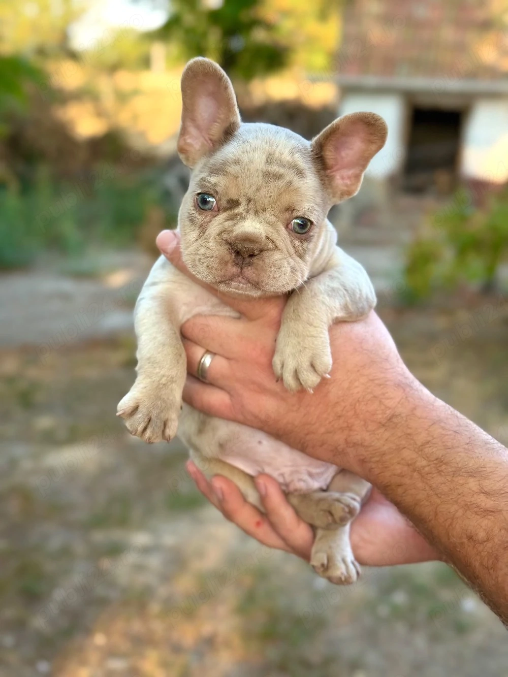 Bulldog francez Isabella Merle tan - posibilitate transport - buldog francez