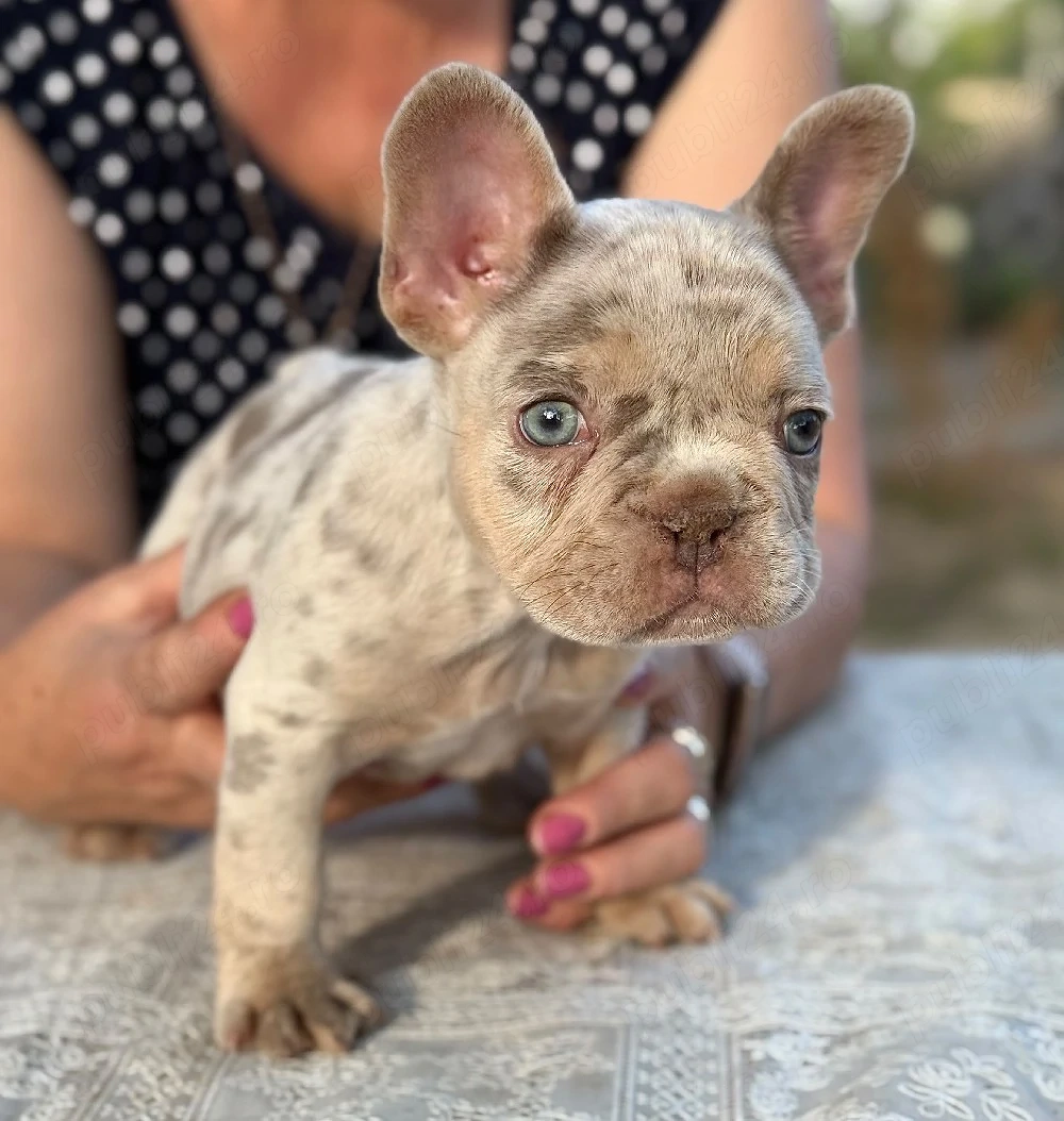 Bulldog francez Isabella Merle tan - posibilitate transport - buldog francez