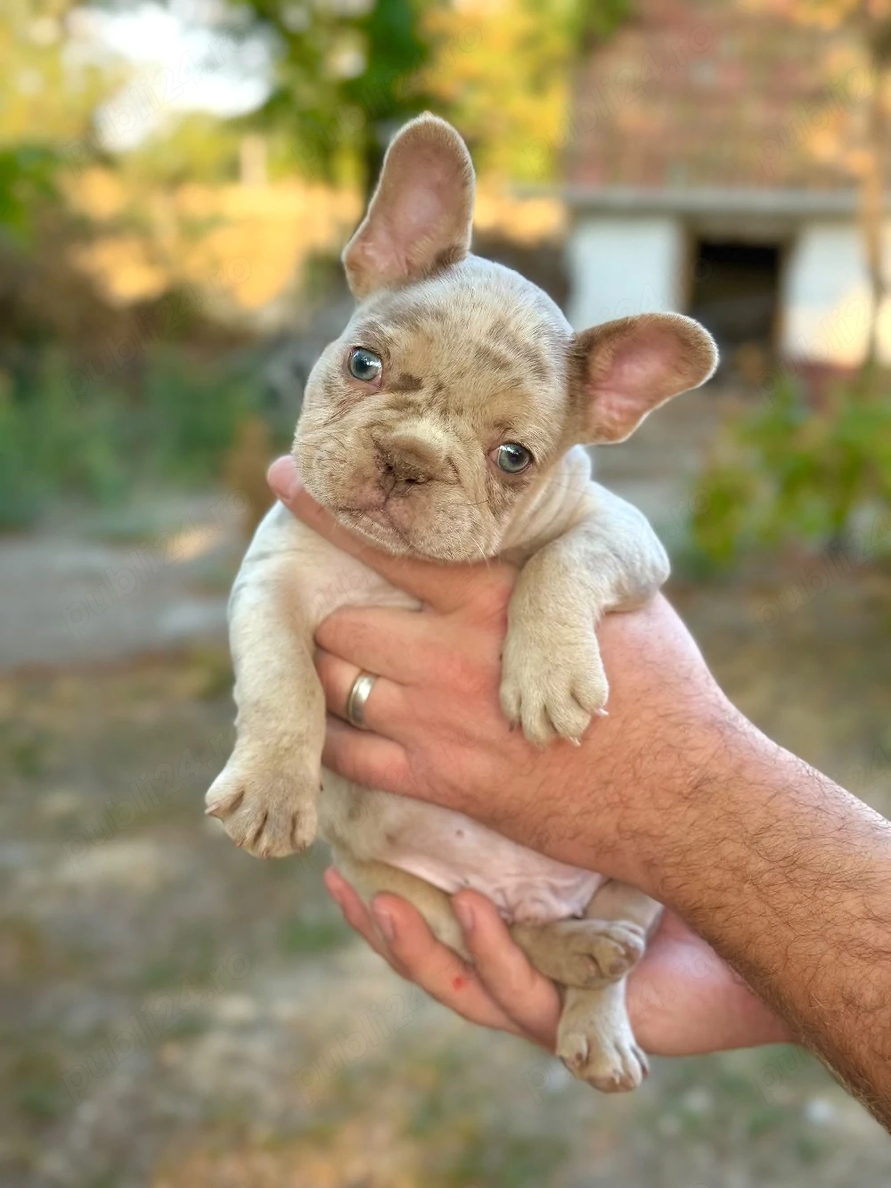 Bulldog francez Isabella Merle tan - posibilitate transport - buldog francez