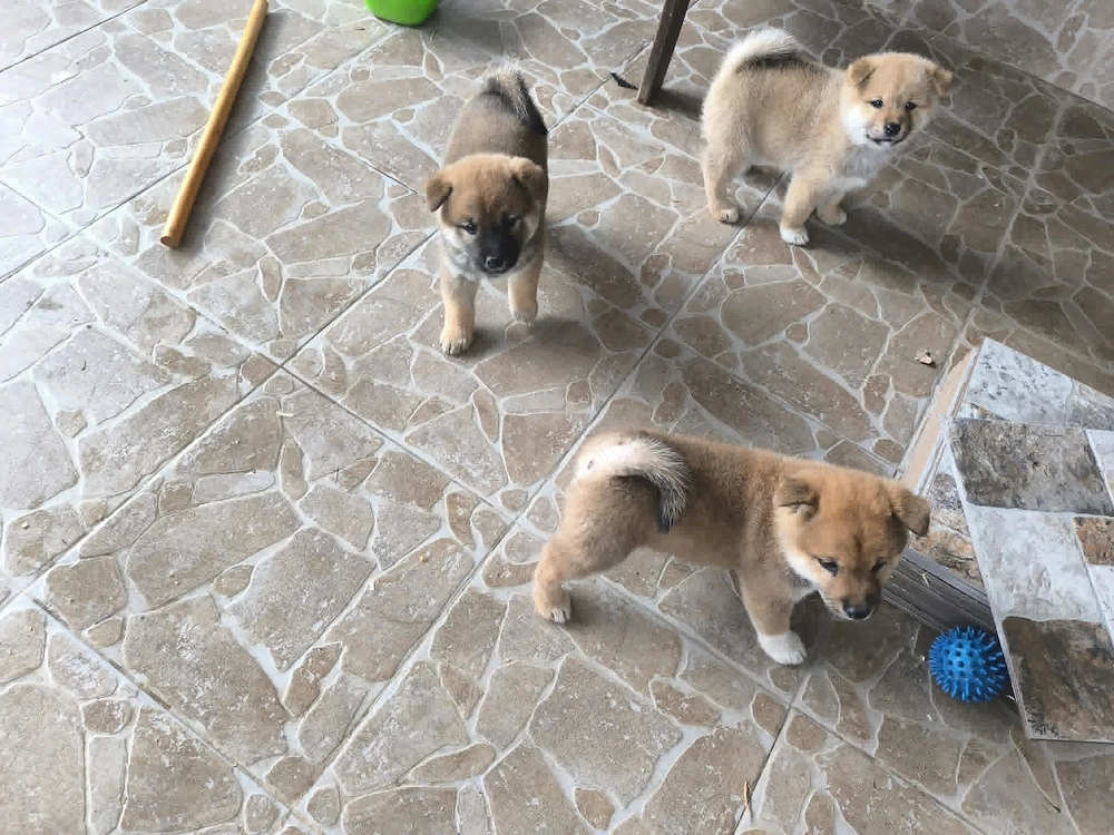 Pui Shiba Inu