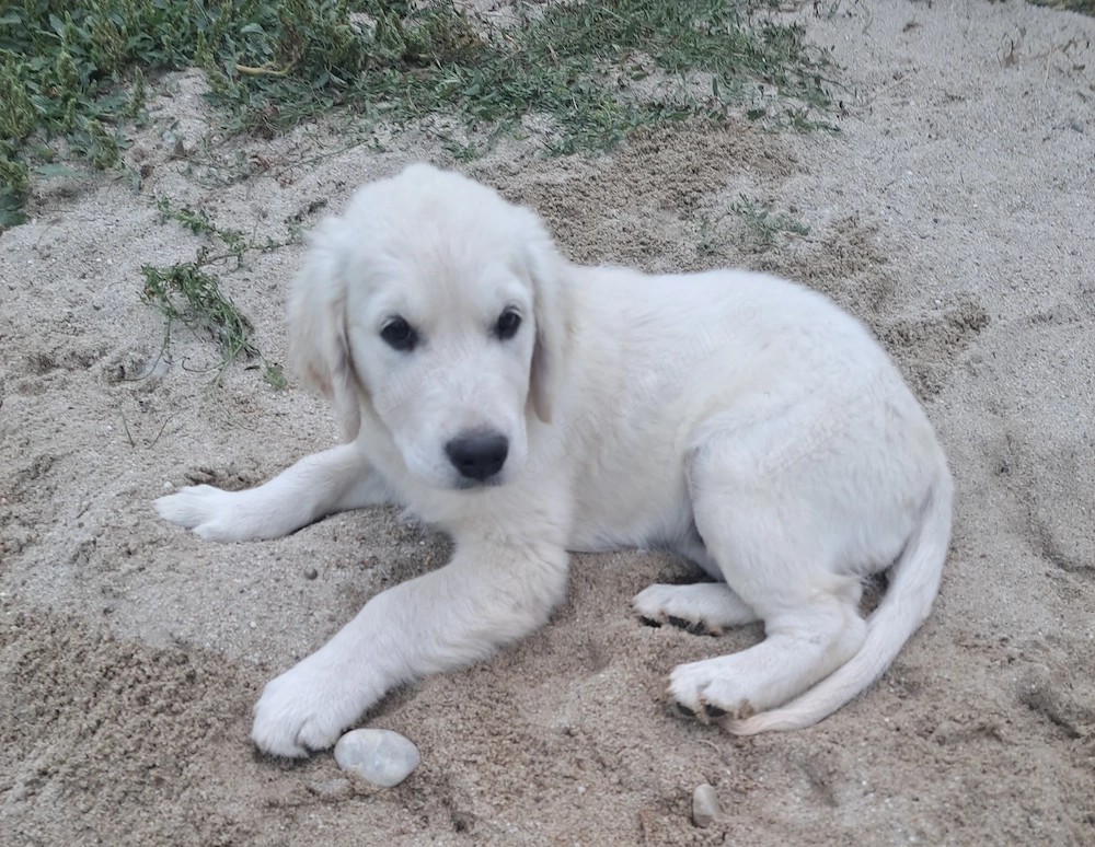 Un mascul si o femela golden retriever, ultimii din cuib