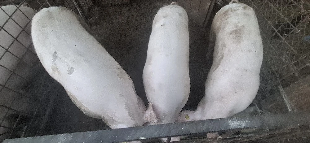 porci de vanzare