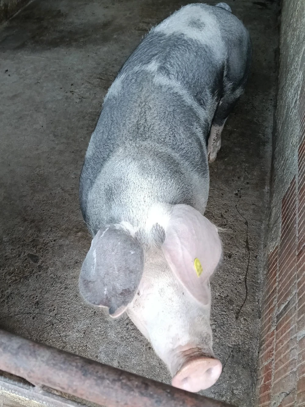 Vând porci 