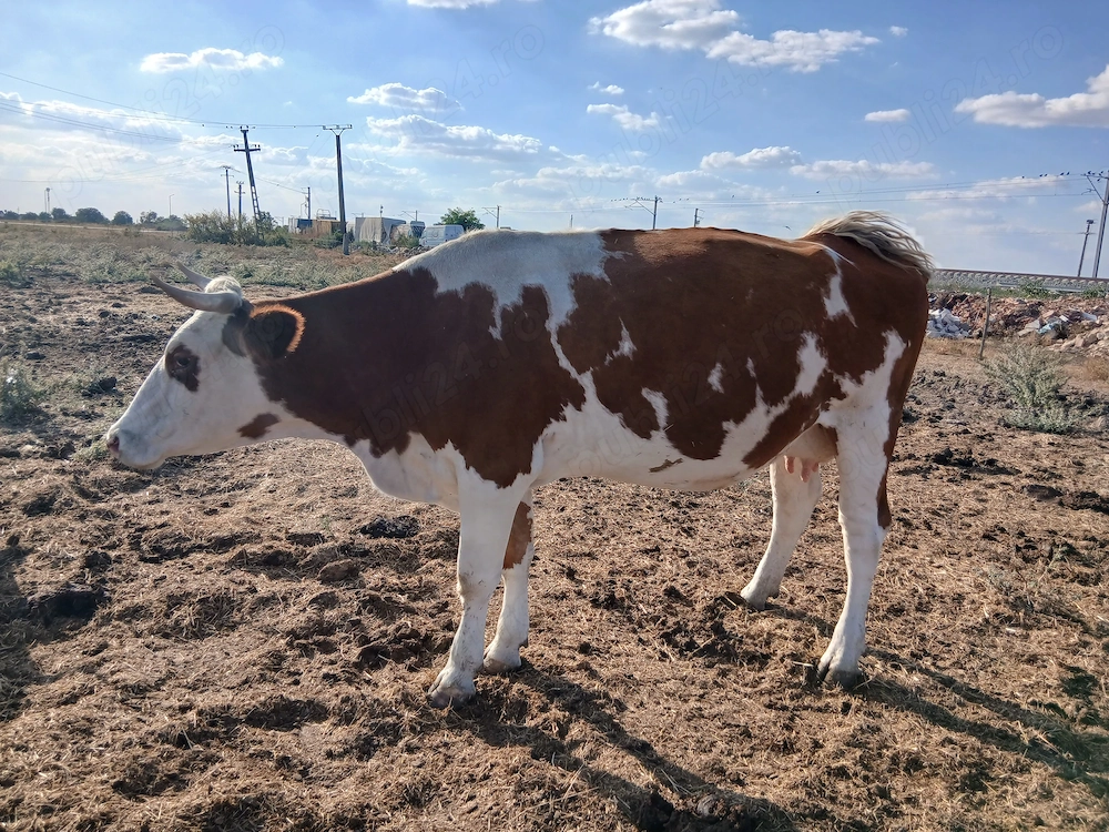 Juninci si vaci toate gestație.