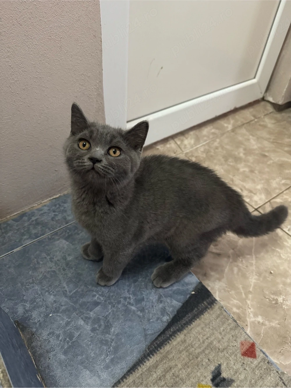 Motănel British Shorthair, 3 luni, vaccinat, carnet de sănătate