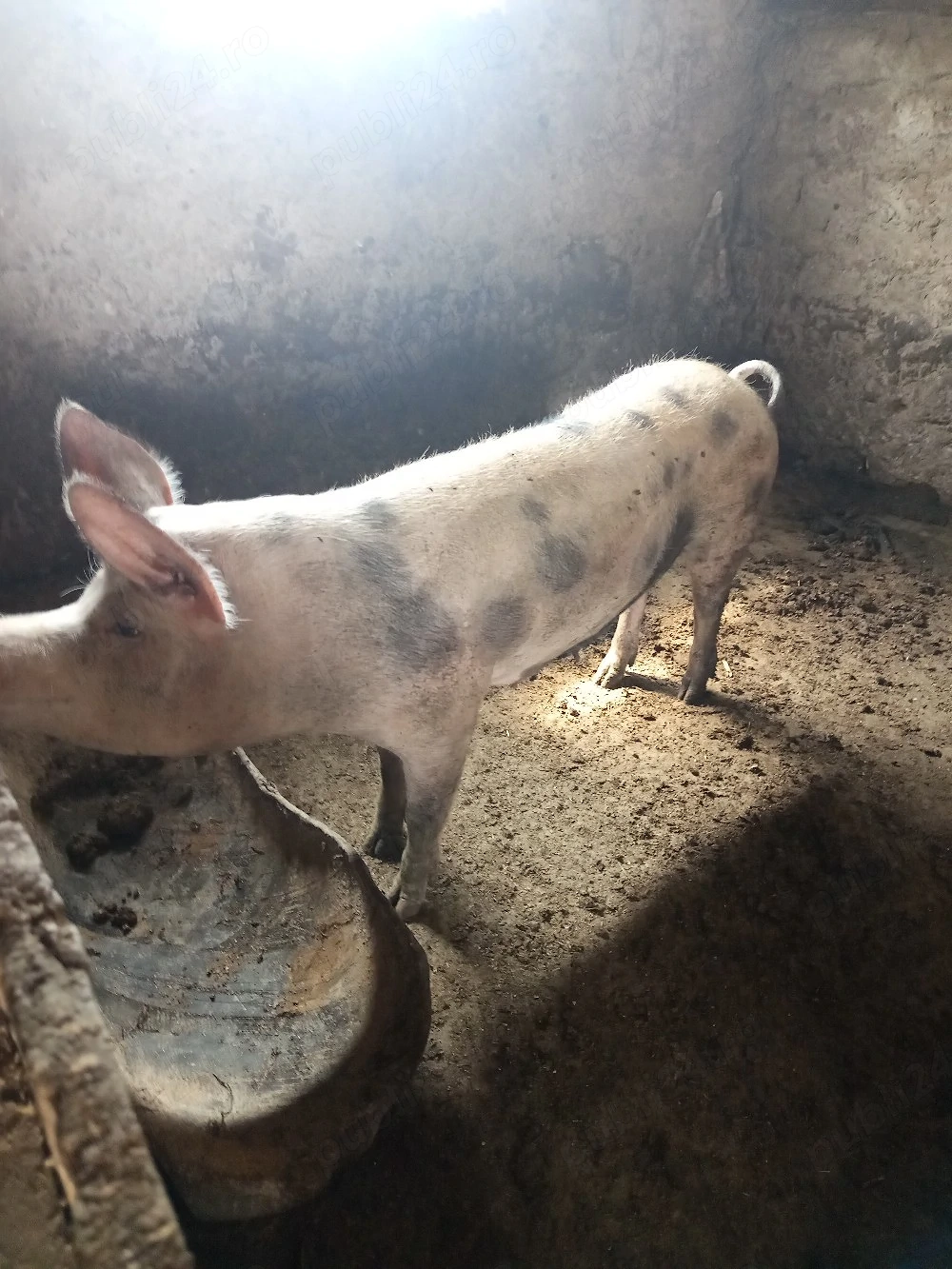 vand scroafa de ținut sau taiat 