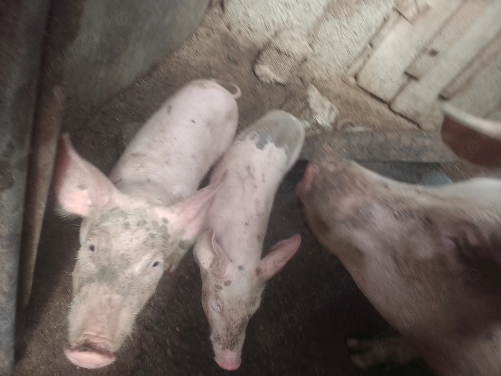 Purcei de sămânță 25  30Kilograme 