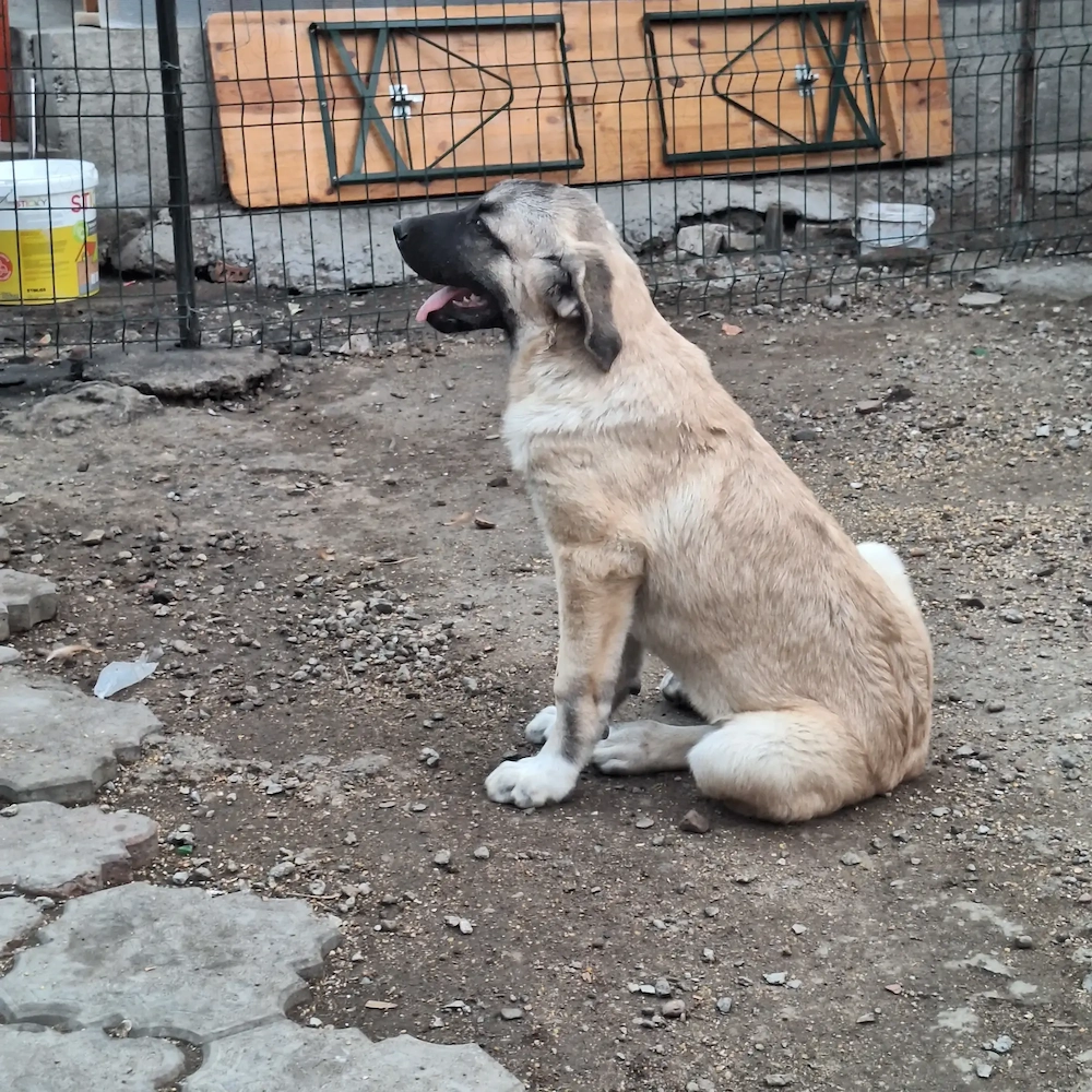 Cateaua kangal 3 luni jumate