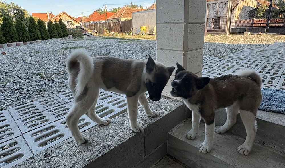 De vânzare 2 fetițe de 4 luni
