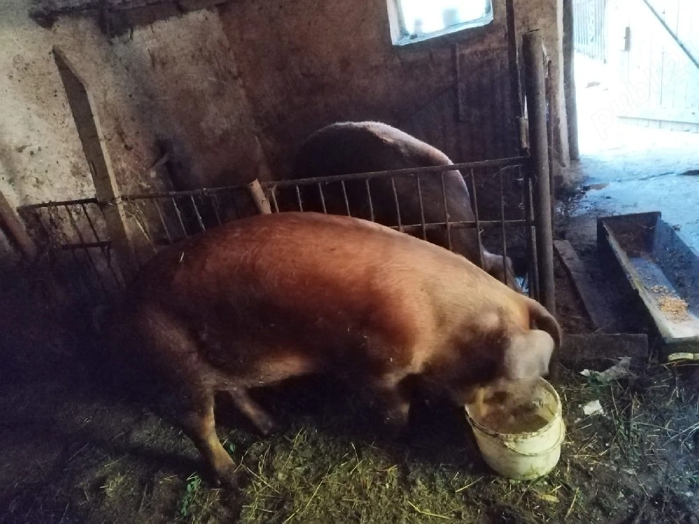 Vând porc pentru sacrificat