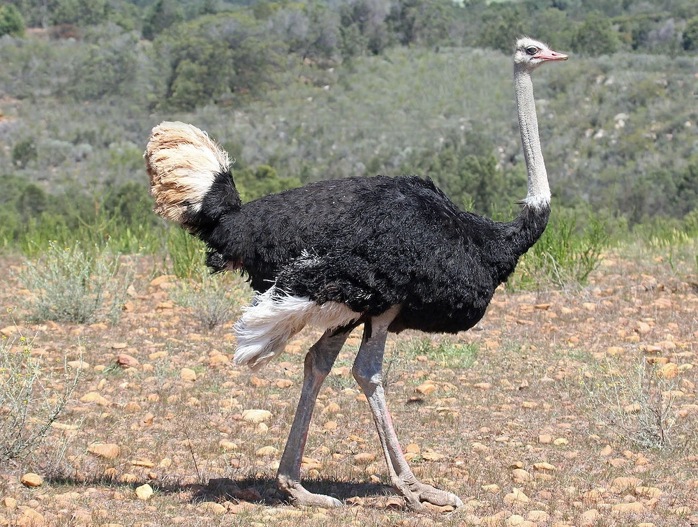Vand carne de strut