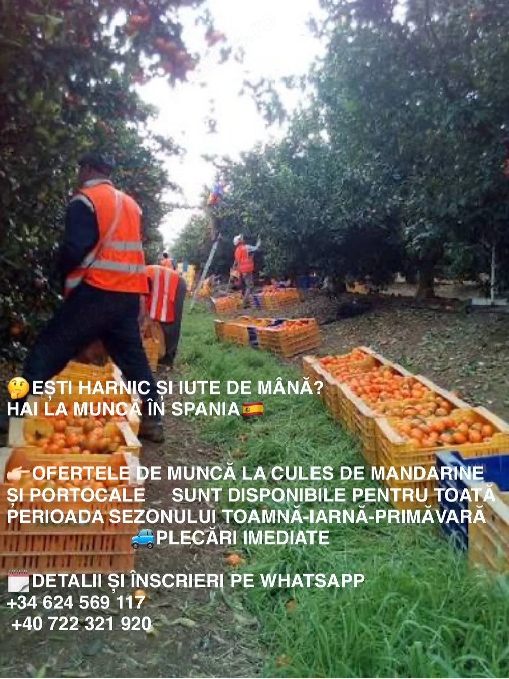 ANGAJEZ CULEGĂTORI Portocale si Mandarine   Spania