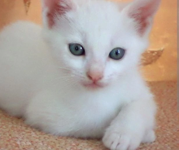 Angora turceasca 800 lei
