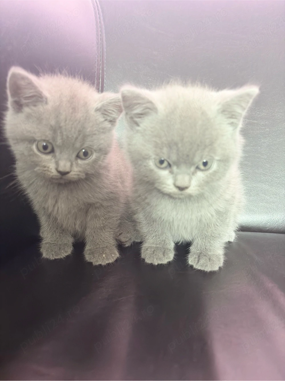    Pisicuți British Shorthair   2 luni 