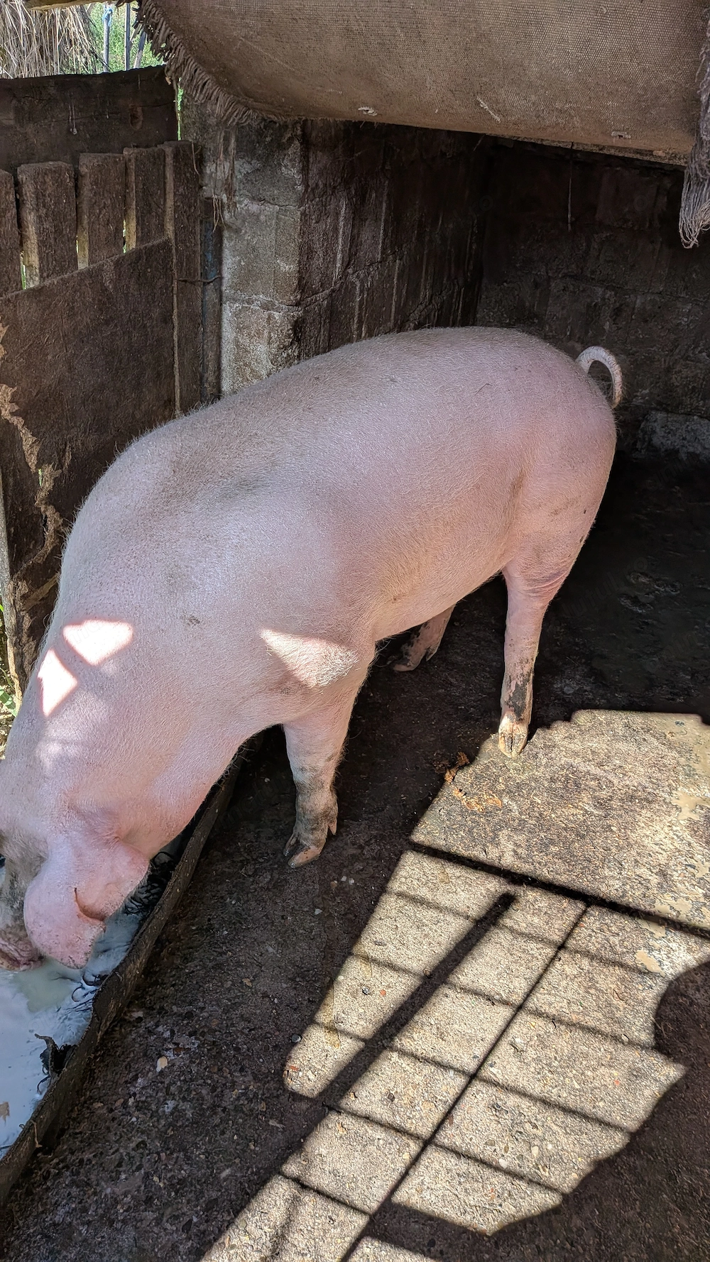 De vînzare porc crescut în gospodărie cu o greutate cuprinsă între 150 160 kg  preț 16 kg in viu