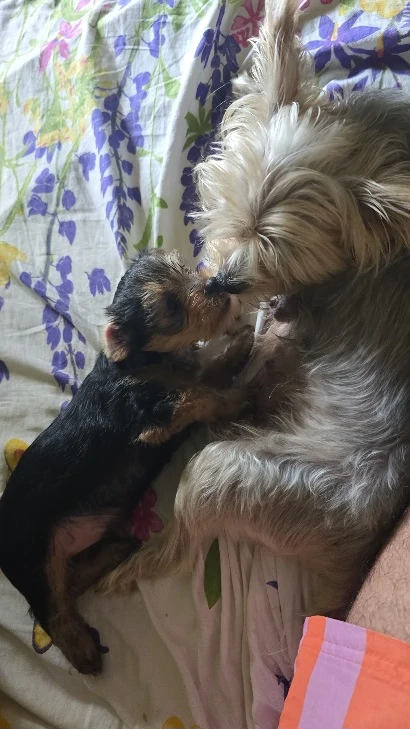 Pui Yorkshire Terrier talie mica 6 saptamani