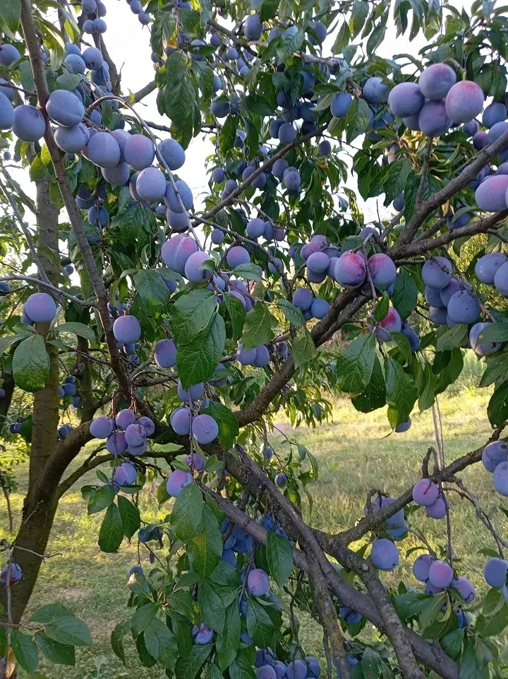 Prune de vânzare 