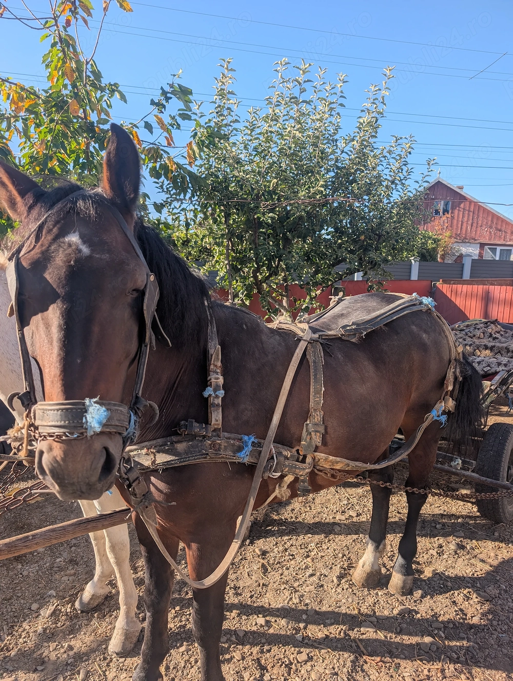 Vând iapă, crescuta de noi.