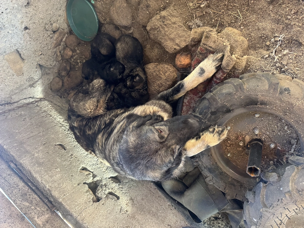 Câine ciobănesc caucazian
