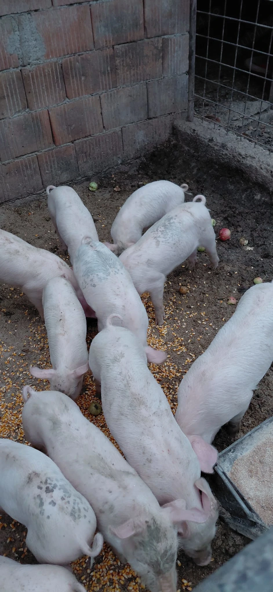 Purcei 8 săptămâni 