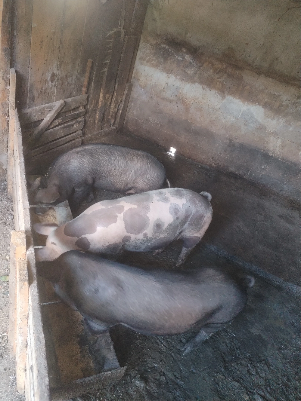 Porci de vânzare 