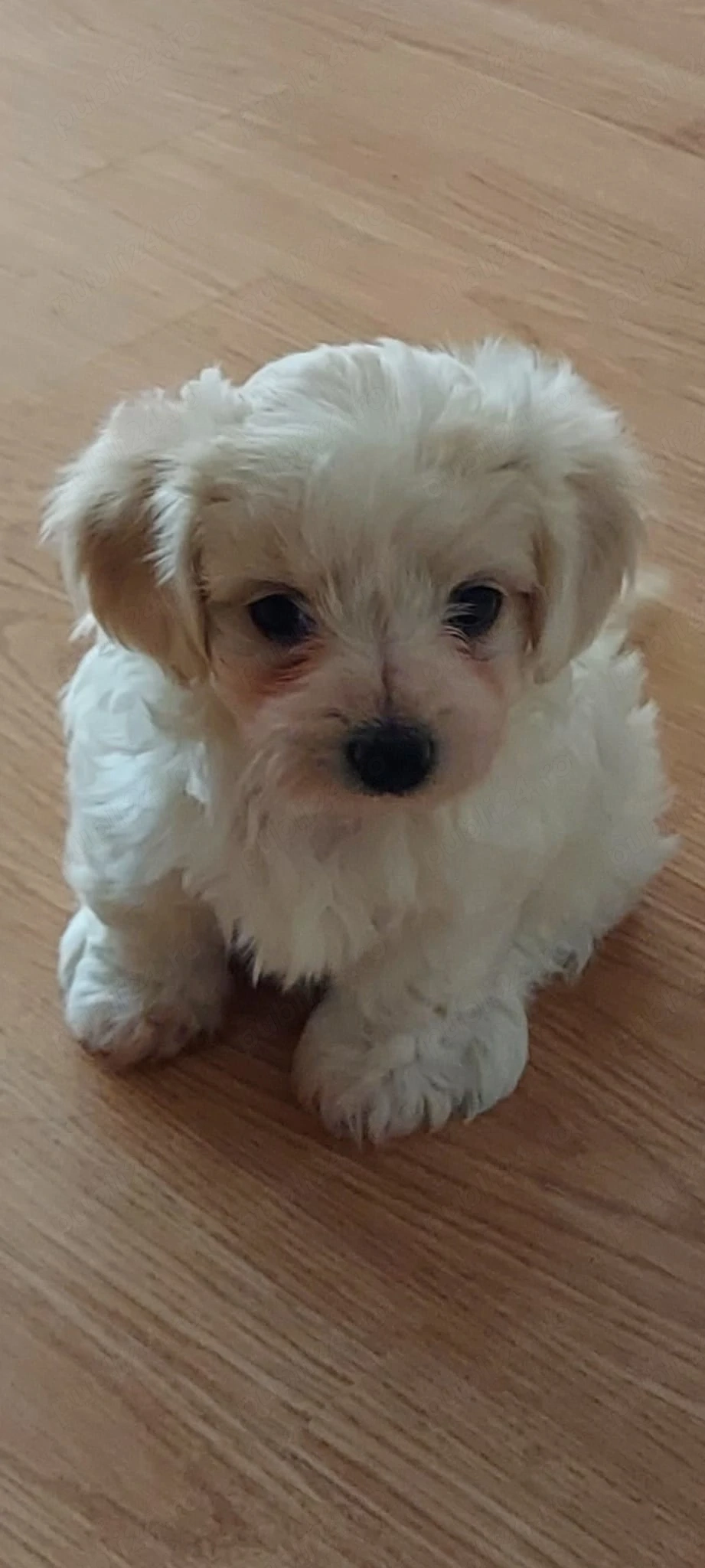 Două fetițe bichon maltez, mini toy