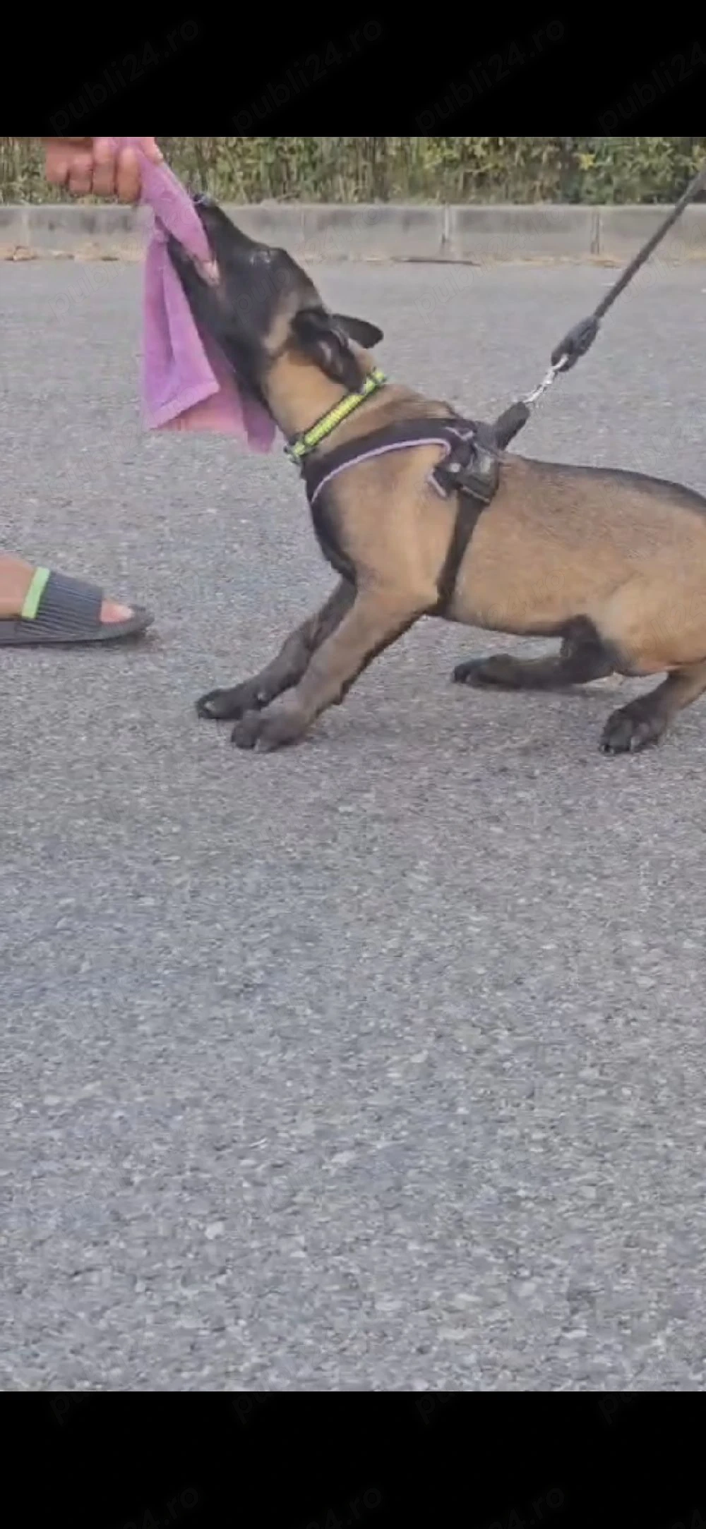 Ciobănesc malinois belgian  cu pedigree 